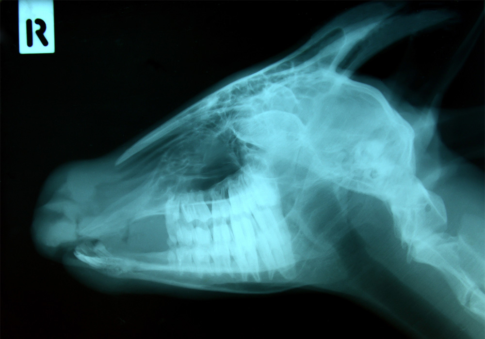 歯科用レントゲン