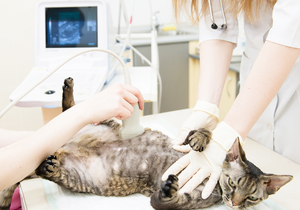 ワンニャンドック